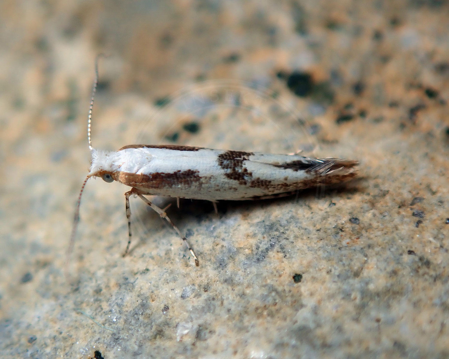 Argyresthia bonnetella sidder på en sten