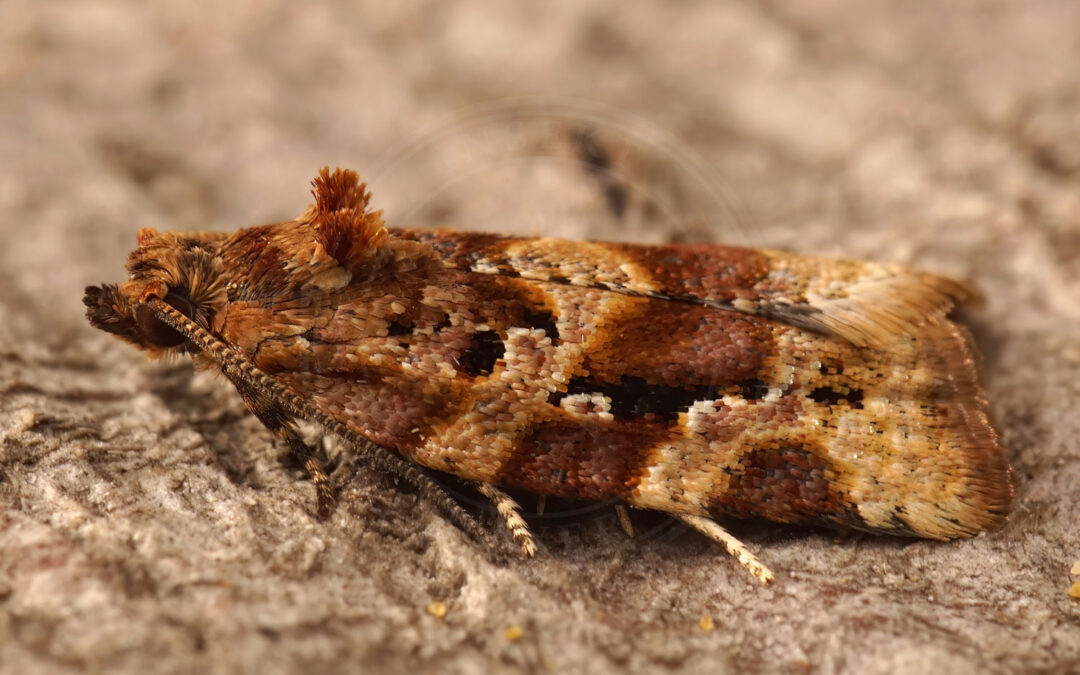 Argyrotaenia ljungiana ses sidde på et stykke bark