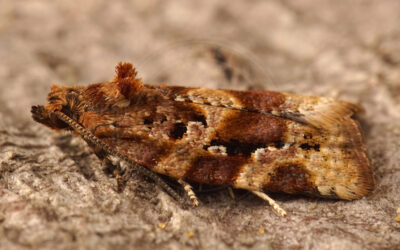 Argyrotaenia ljungiana Argyrotaenia ljungiana