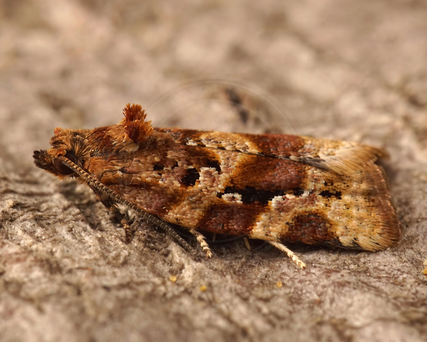 Argyrotaenia ljungiana ses sidde på et stykke bark