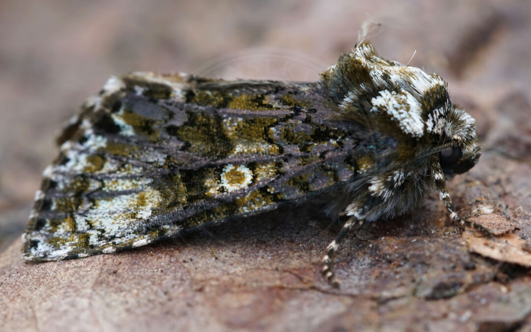 Askeugle sidder på nogle visne blade