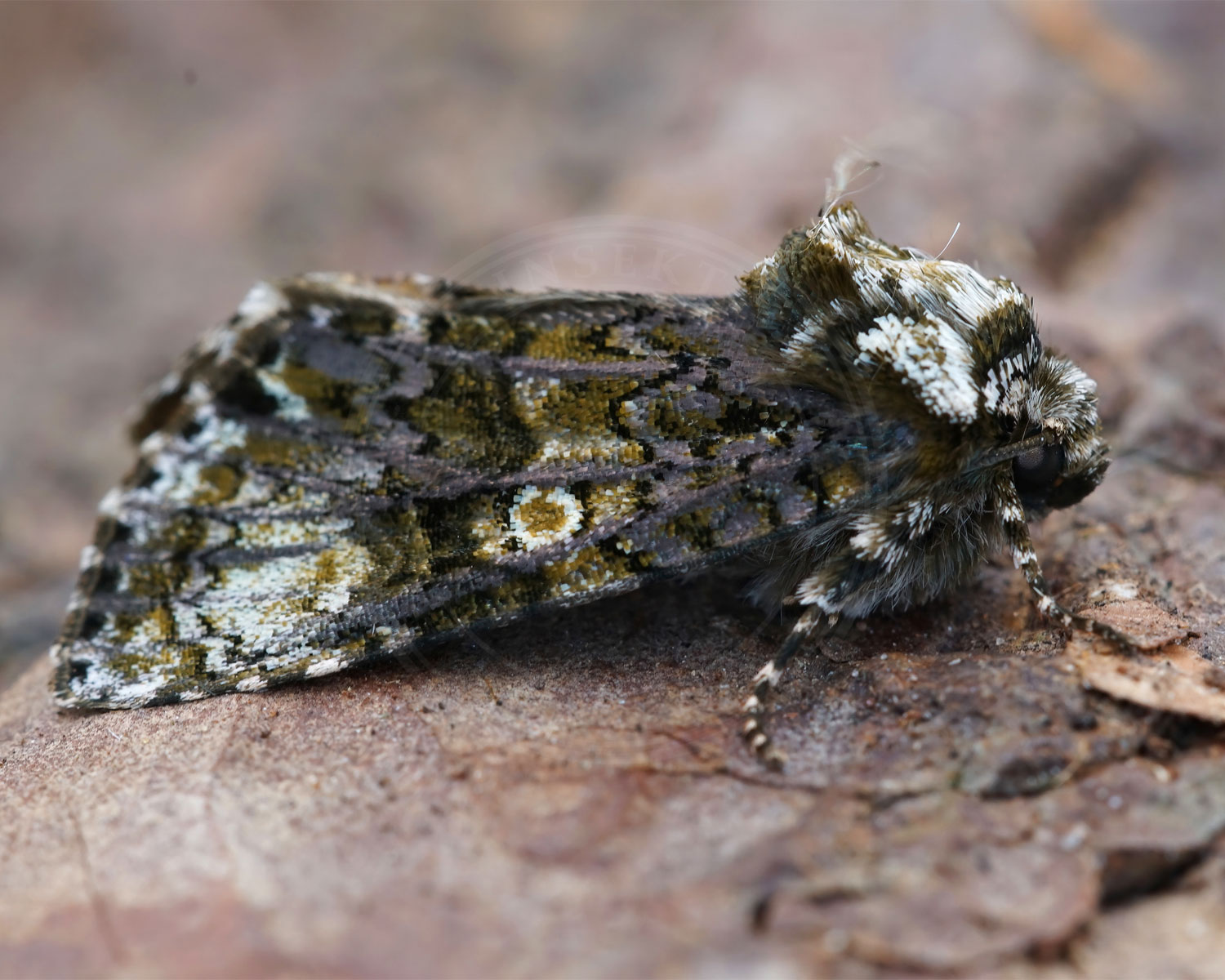 Askeugle sidder på nogle visne blade