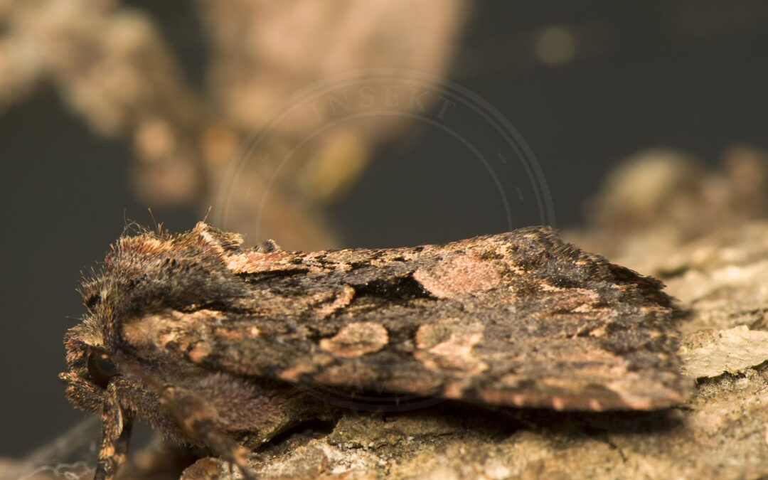 August-Mosugle sidder på et stykke bark