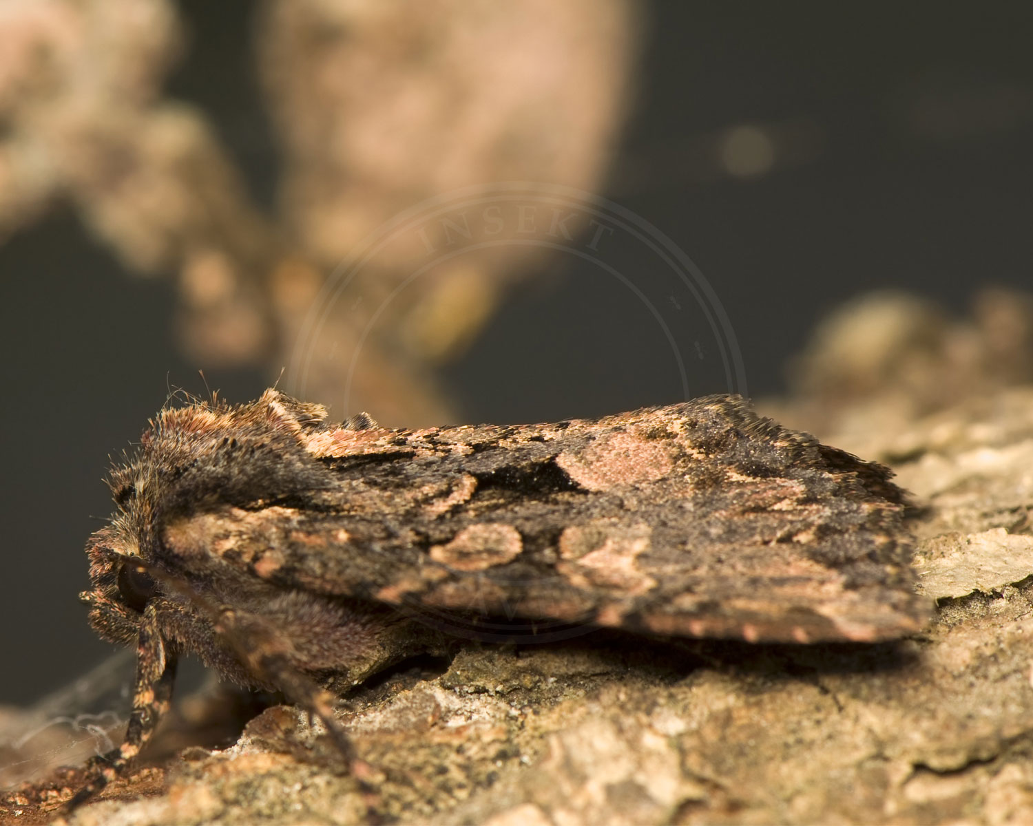 August-Mosugle sidder på et stykke bark