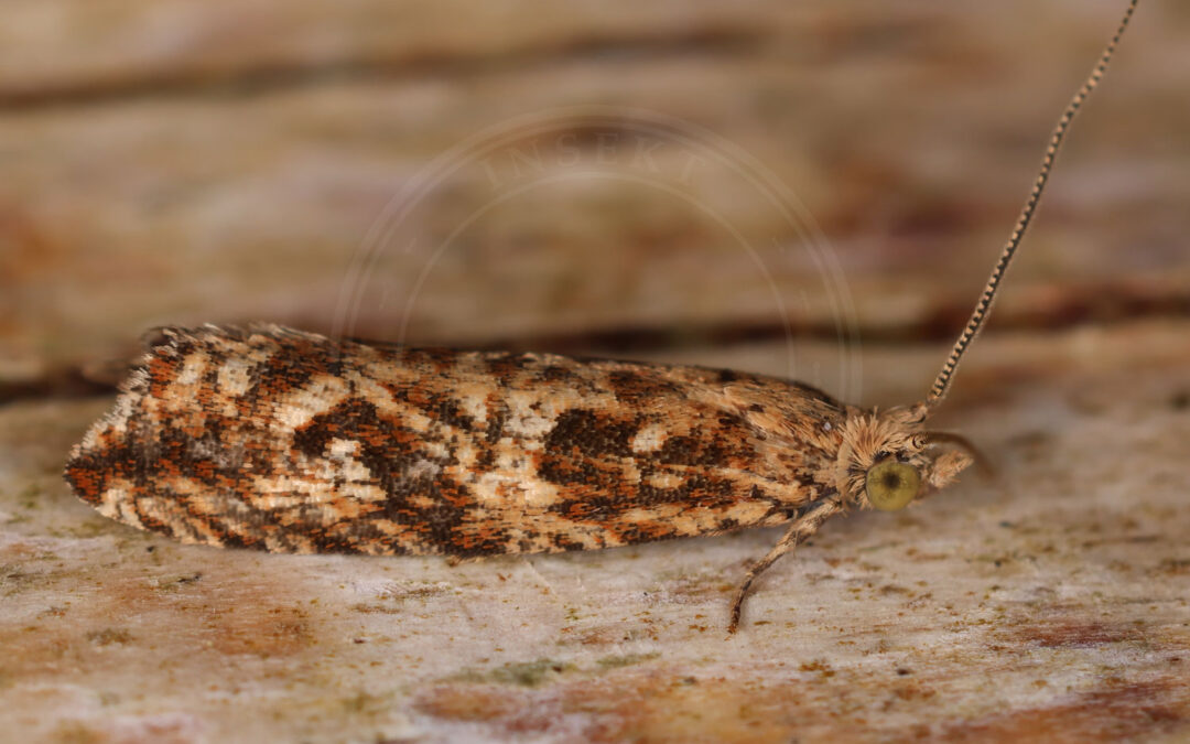 Bactra furfurana sidder på et stykke træ