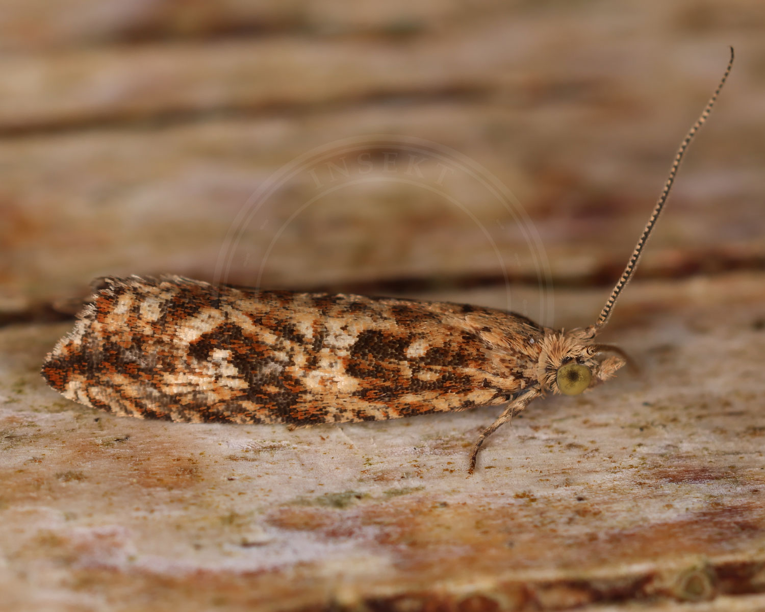 Bactra furfurana sidder på et stykke træ