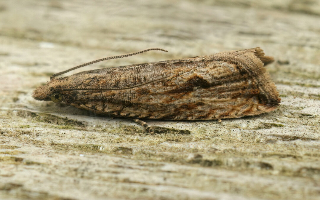 Bactra lancealana sidder på et stykke træ