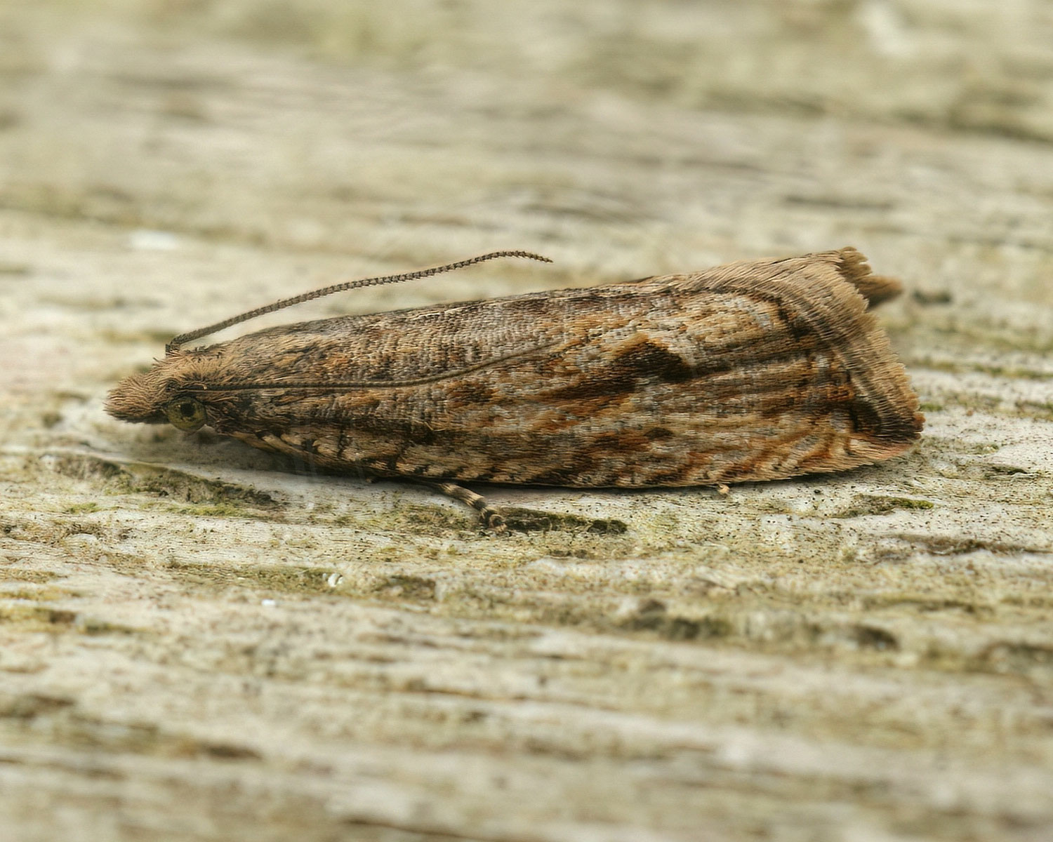 Bactra lancealana sidder på et stykke træ