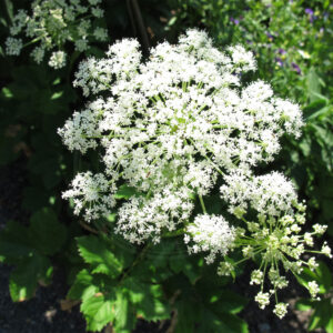 Bakke-Svovlrod med flotte hvide skærmblomster