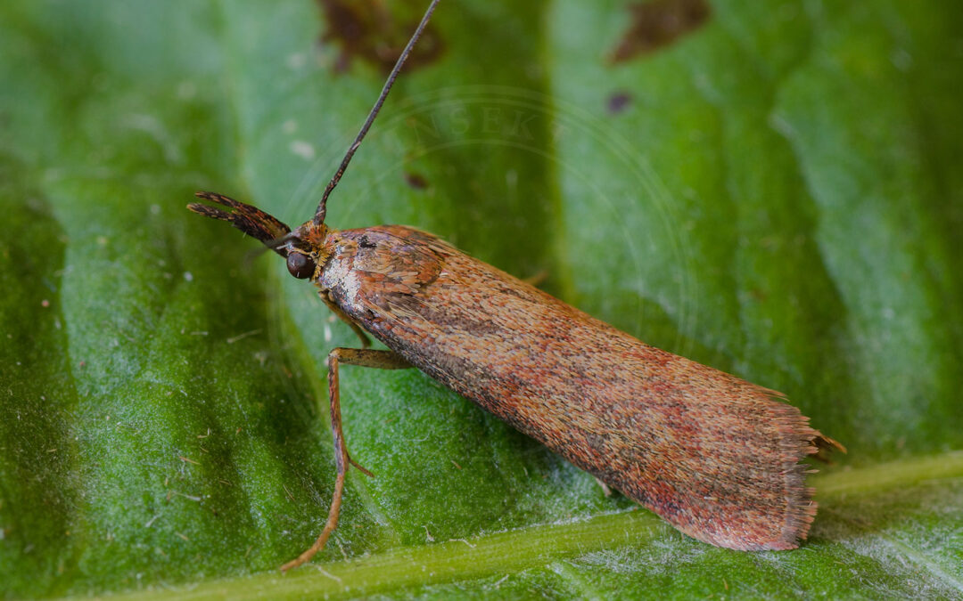 Bakkehalvmøl sidder på grønt blad