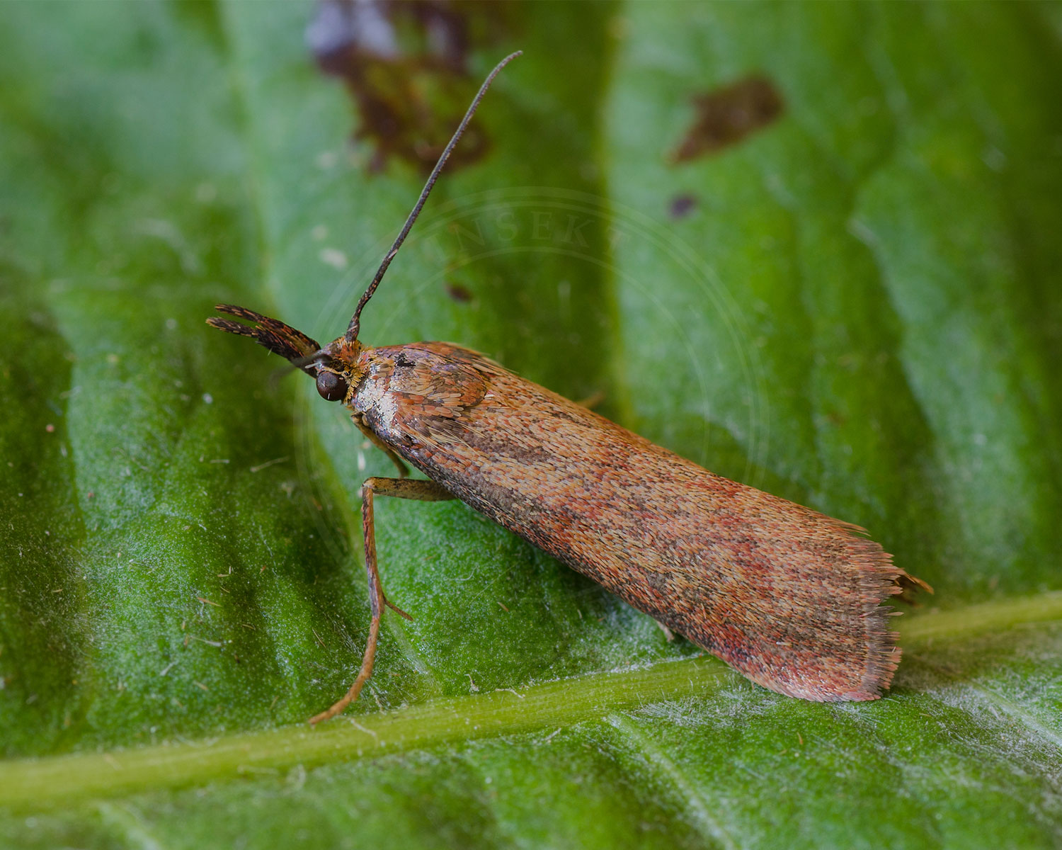 Bakkehalvmøl sidder på grønt blad