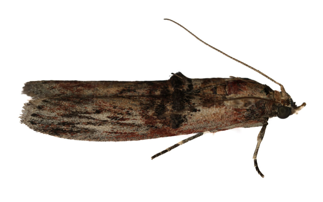 Benvedhalvmøl på hvid baggrund