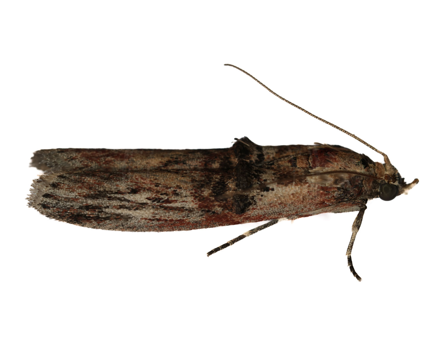 Benvedhalvmøl på hvid baggrund