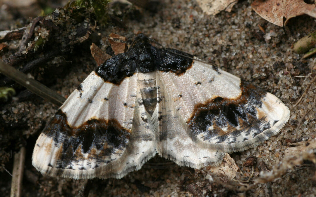 Benvedmåler sidder på en træstamme