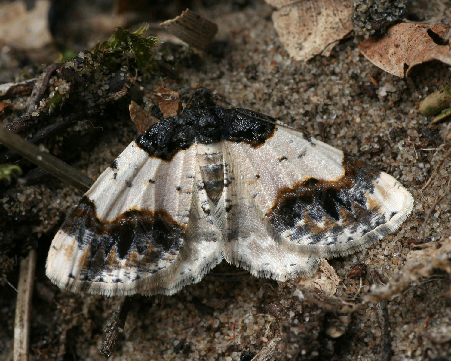 Benvedmåler sidder på en træstamme