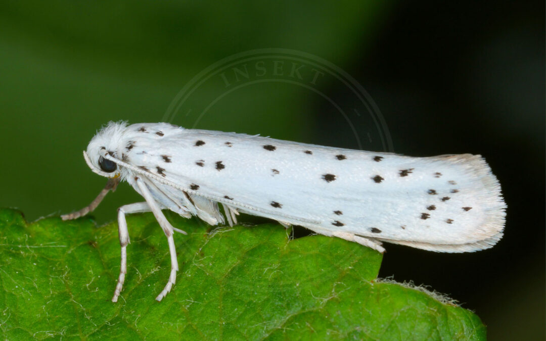 Benvedspindemøl ses sidde på et blad