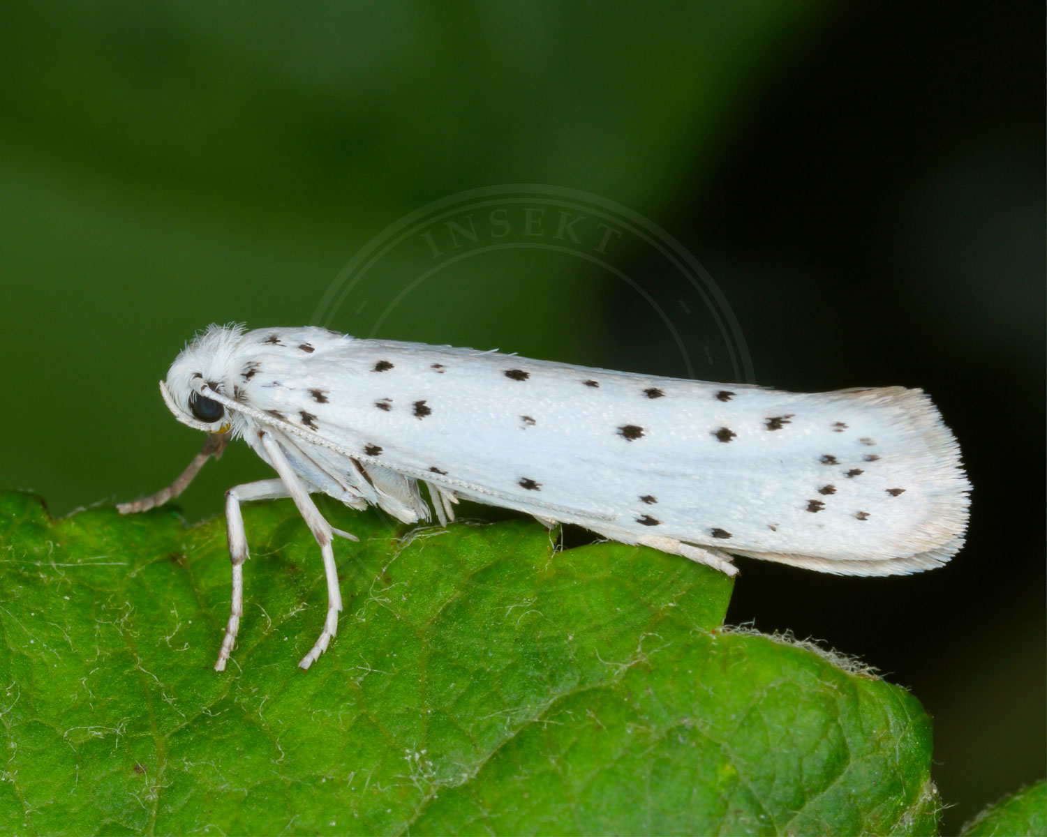 Benvedspindemøl ses sidde på et blad