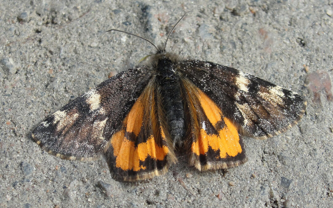 Birkedagmåler sidder med let spredte vinger så man kan se de flotte farver