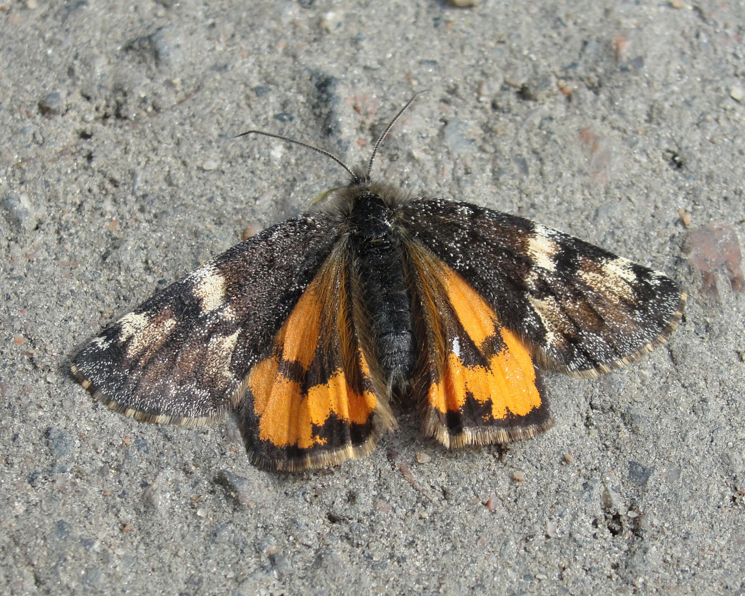 Birkedagmåler sidder med let spredte vinger så man kan se de flotte farver