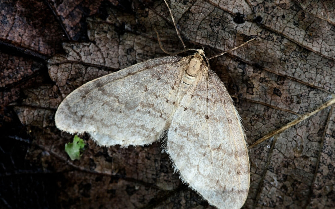 Birkefrostmåler sidder med spredte vinger så man kan se de fine lysebrune striber