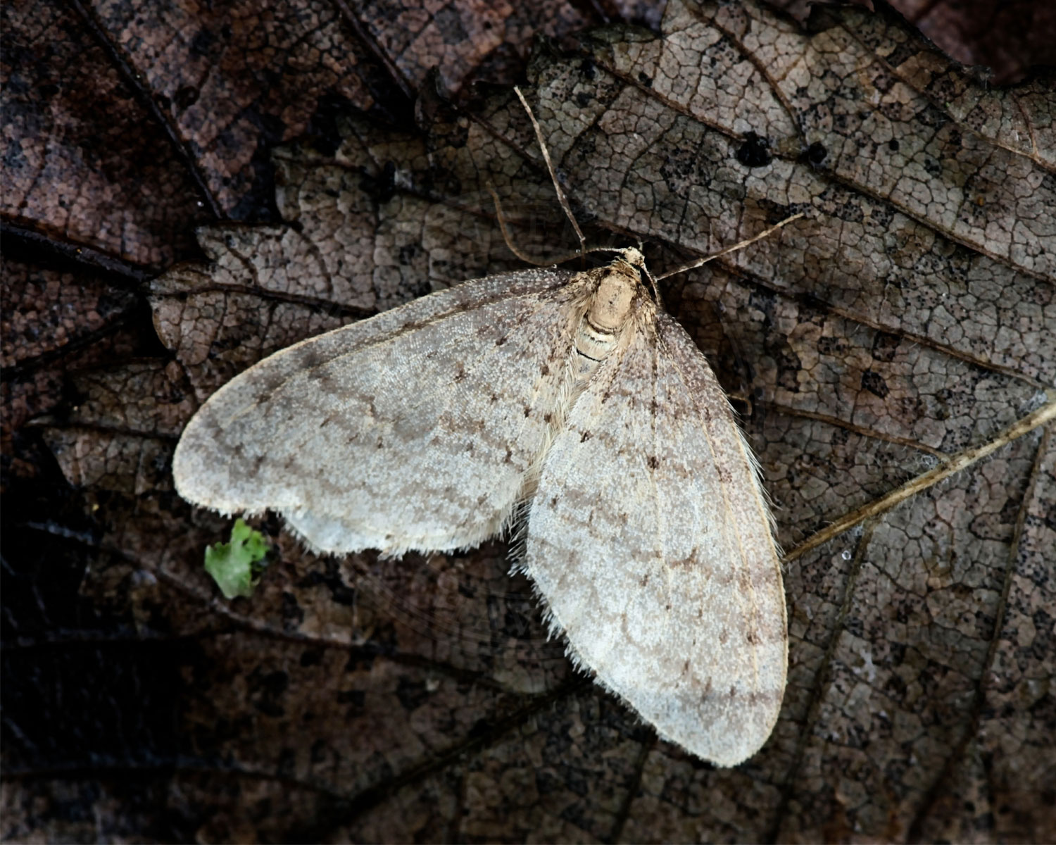 Birkefrostmåler sidder med spredte vinger så man kan se de fine lysebrune striber