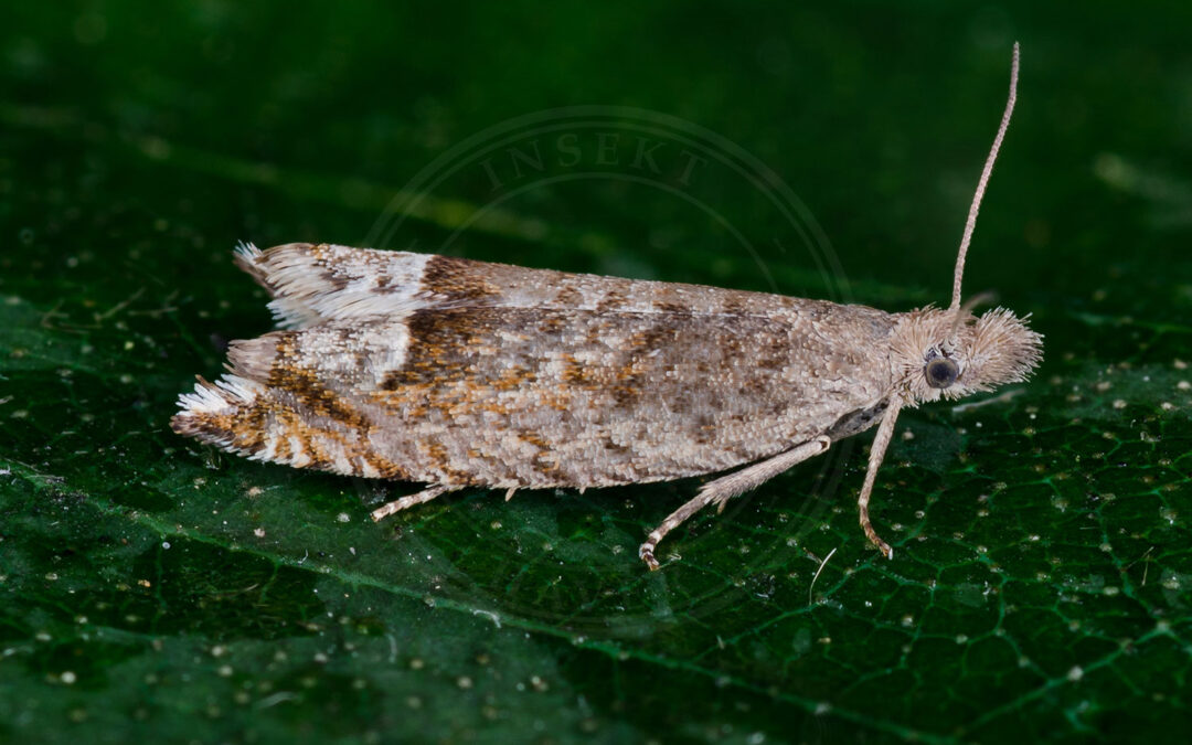 Birkeseglvikler sidder på et grønt blad