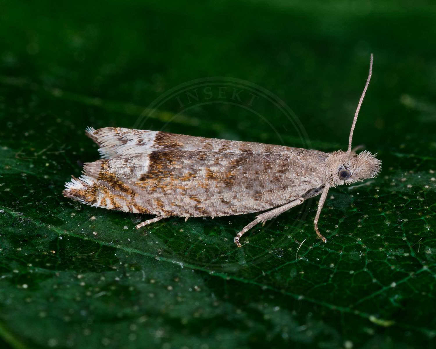 Birkeseglvikler sidder på et grønt blad