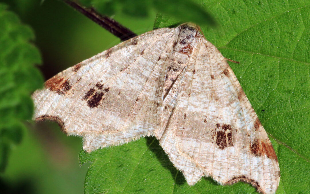 Birkeskovmåler sidder på et grønt blad