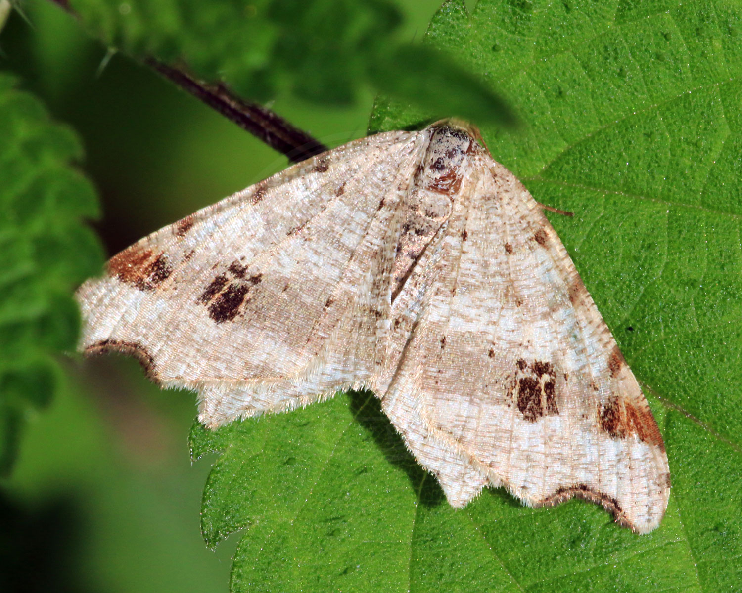 Birkeskovmåler sidder på et grønt blad