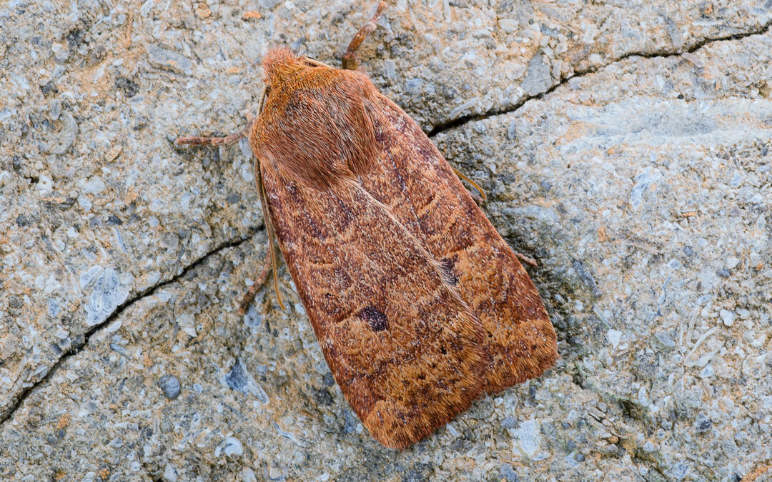 Blåbærugle ses sidde på et stykke bark