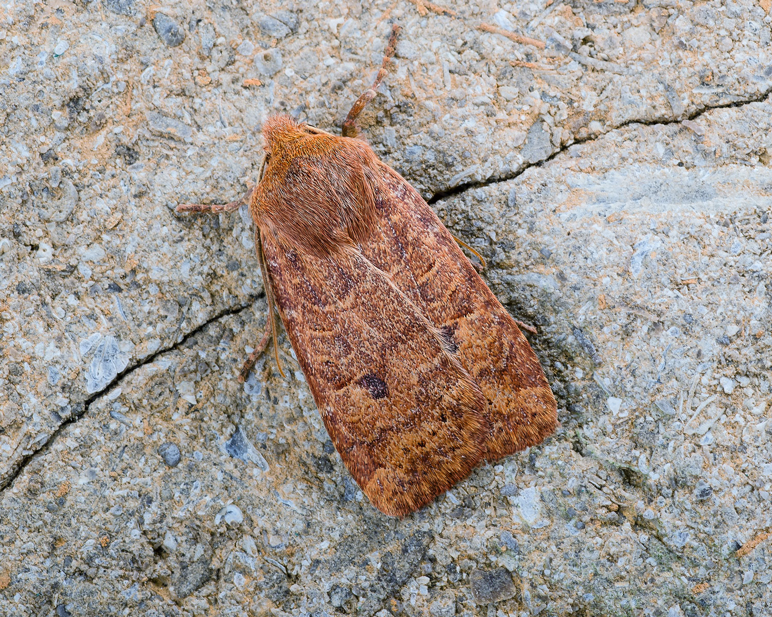 Blåbærugle ses sidde på et stykke bark