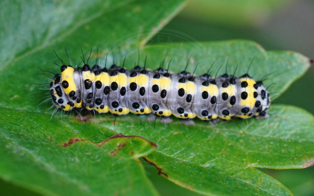 Blåhoved larve sidder på et grønt blad