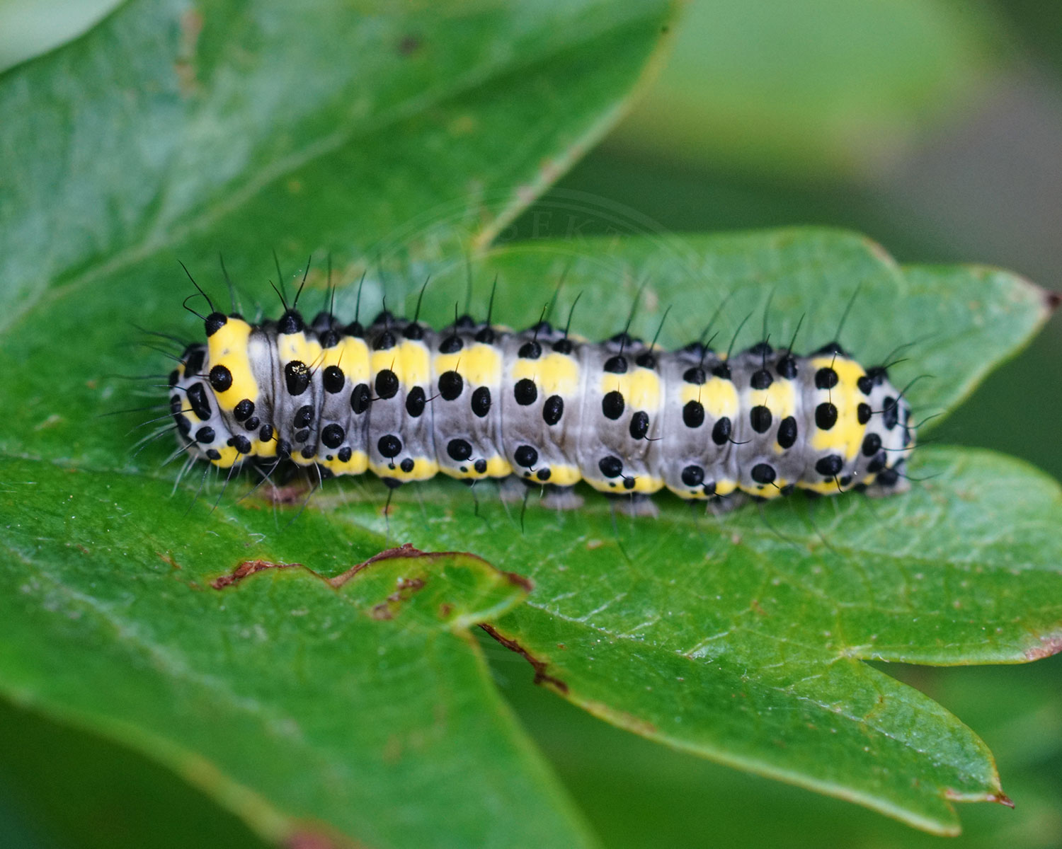 Blåhoved larve sidder på et grønt blad