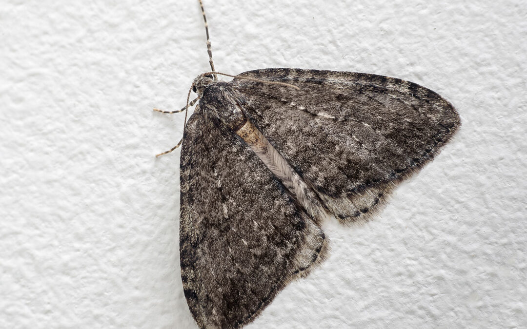 Bleg Efterårsmåler sidder på hvid væg