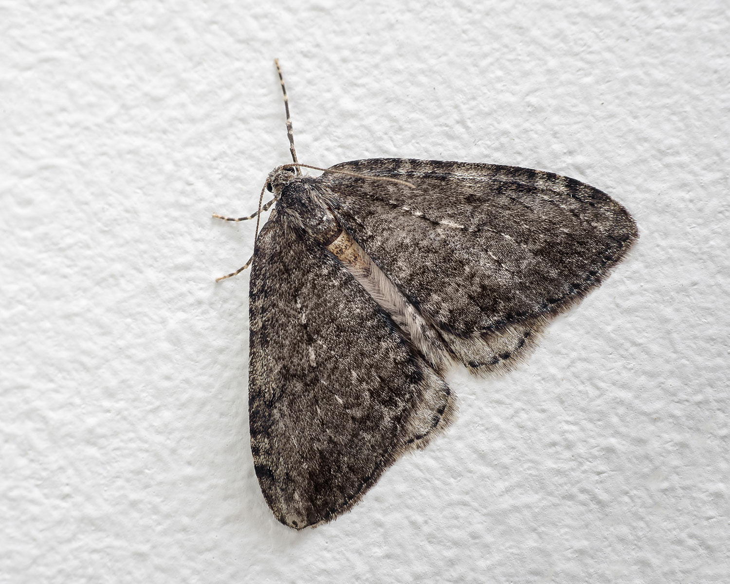 Bleg Efterårsmåler sidder på hvid væg