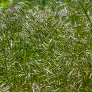 Stort areal med Blød Hejre