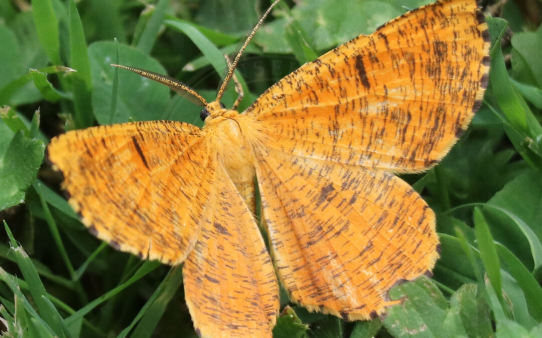 Blommemåler sidder med spredte vinger så man kan se de flotte gulbrunne vinger med de spinkle striber