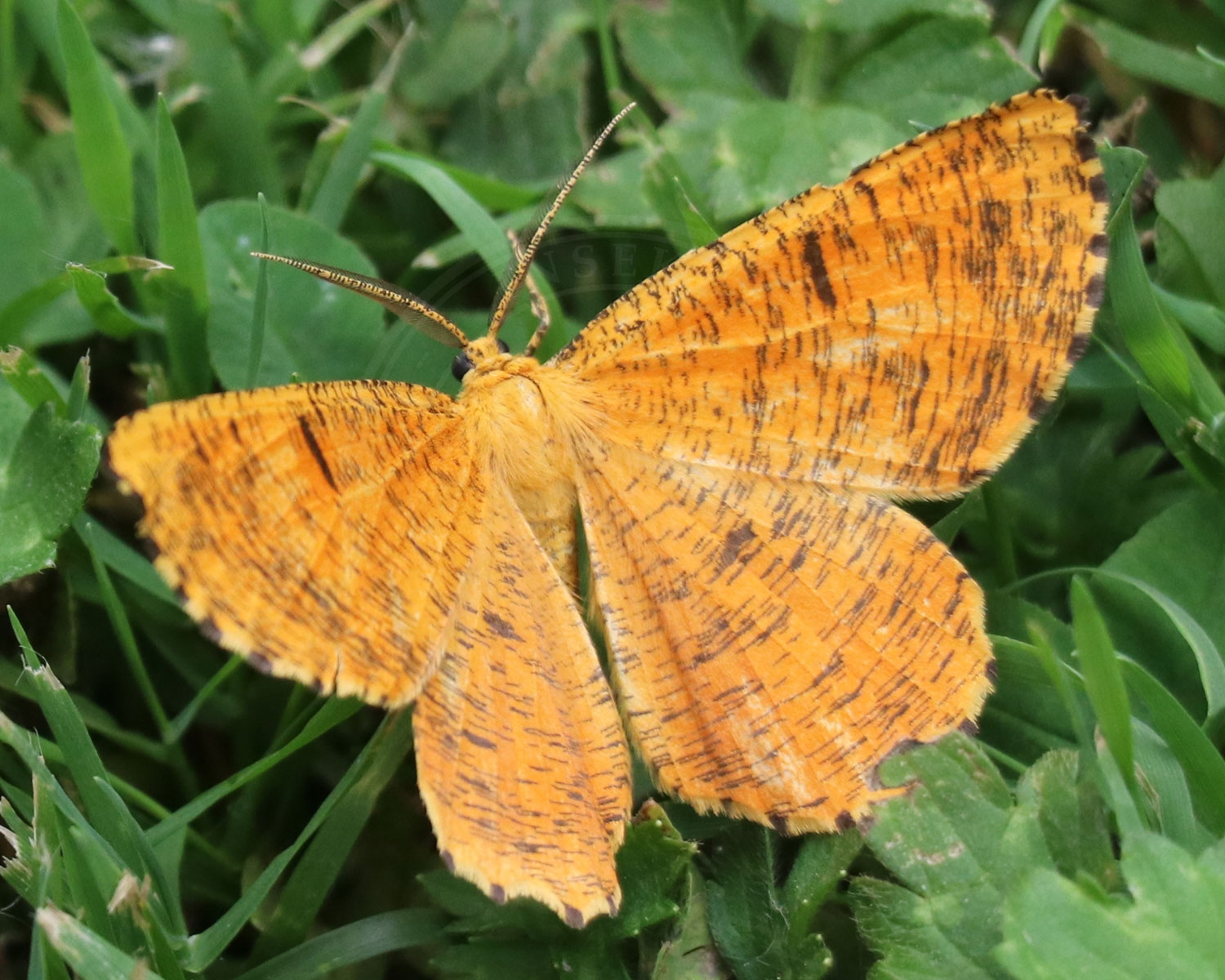 Blommemåler sidder med spredte vinger så man kan se de flotte gulbrunne vinger med de spinkle striber