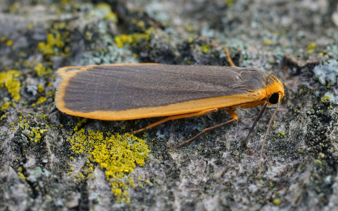 Blygrå Lavspinder sidder på et stykke bark, med mos