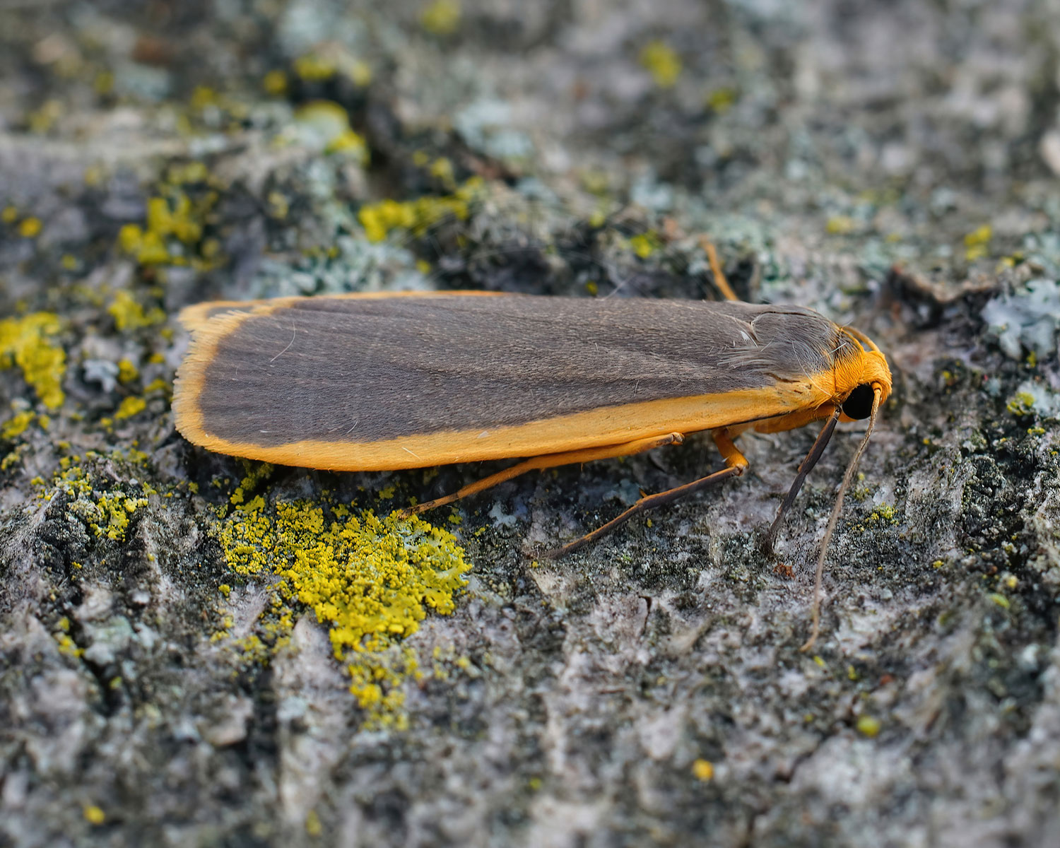 Blygrå Lavspinder sidder på et stykke bark, med mos