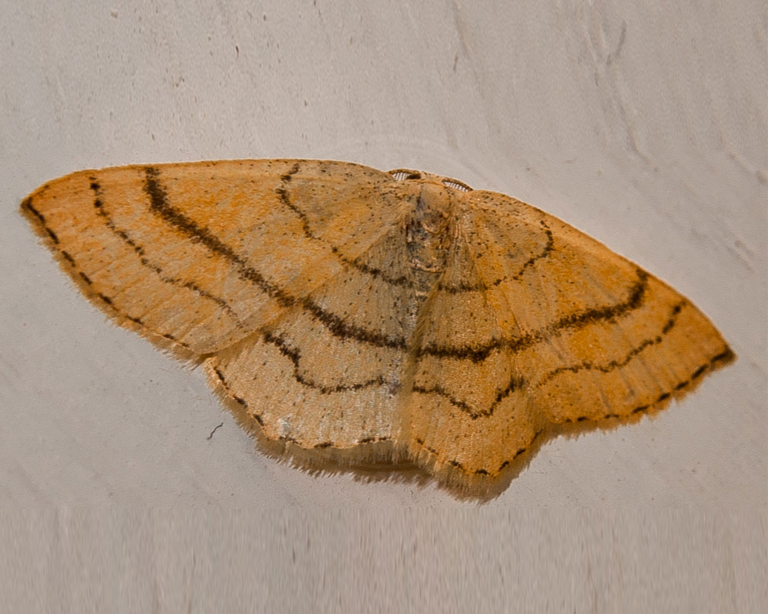 Bøge-Bæltemåler sidder med spredte vinger, så man kan se dens flotte striber