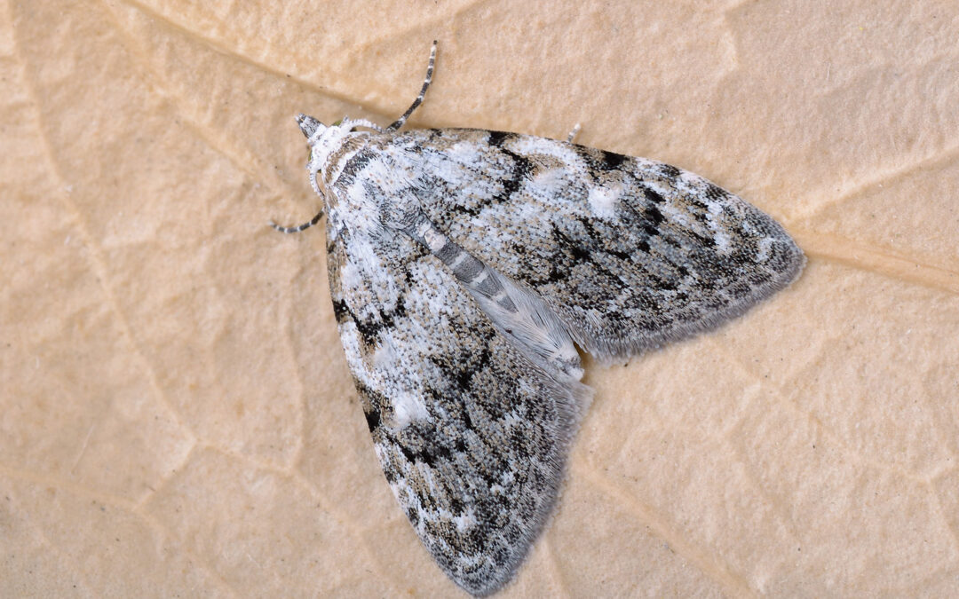 Bøge-Dværg sidder så man kan se dens smukke mønster