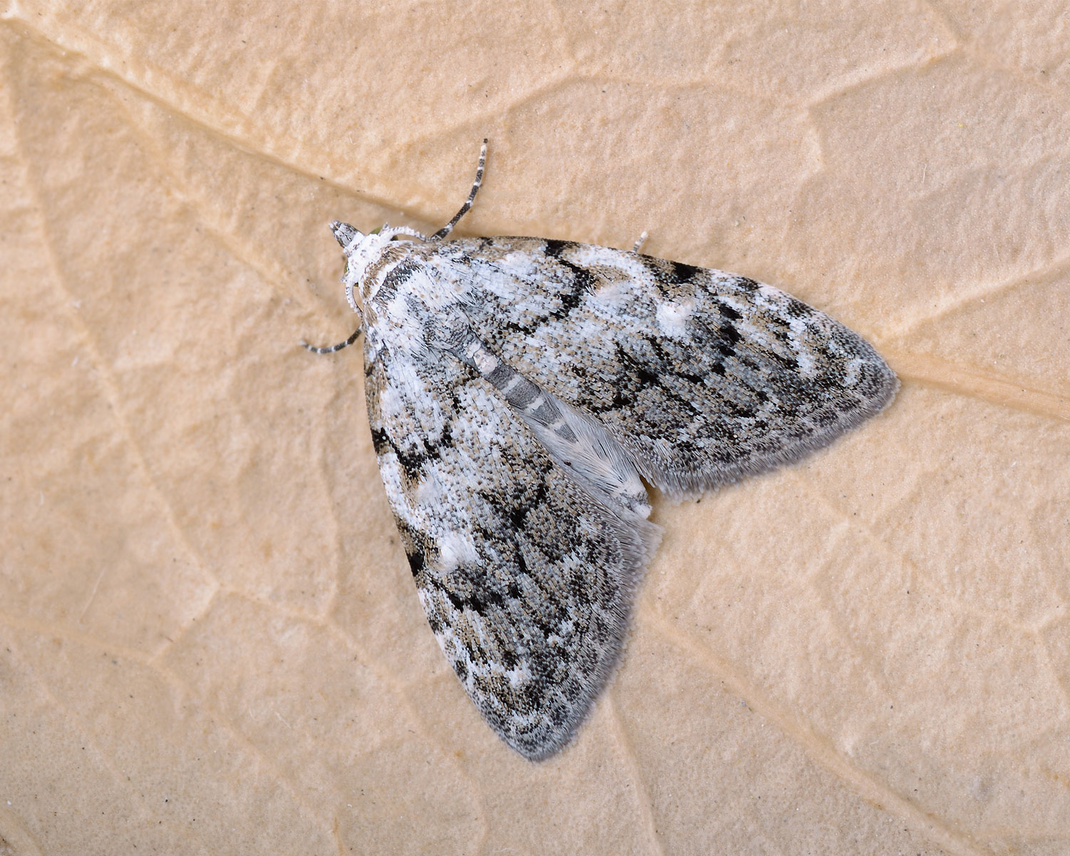 Bøge-Dværg sidder så man kan se dens smukke mønster