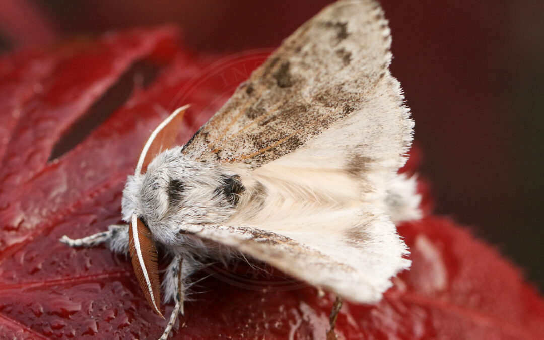 Bøgenonne sidder på rødt blad