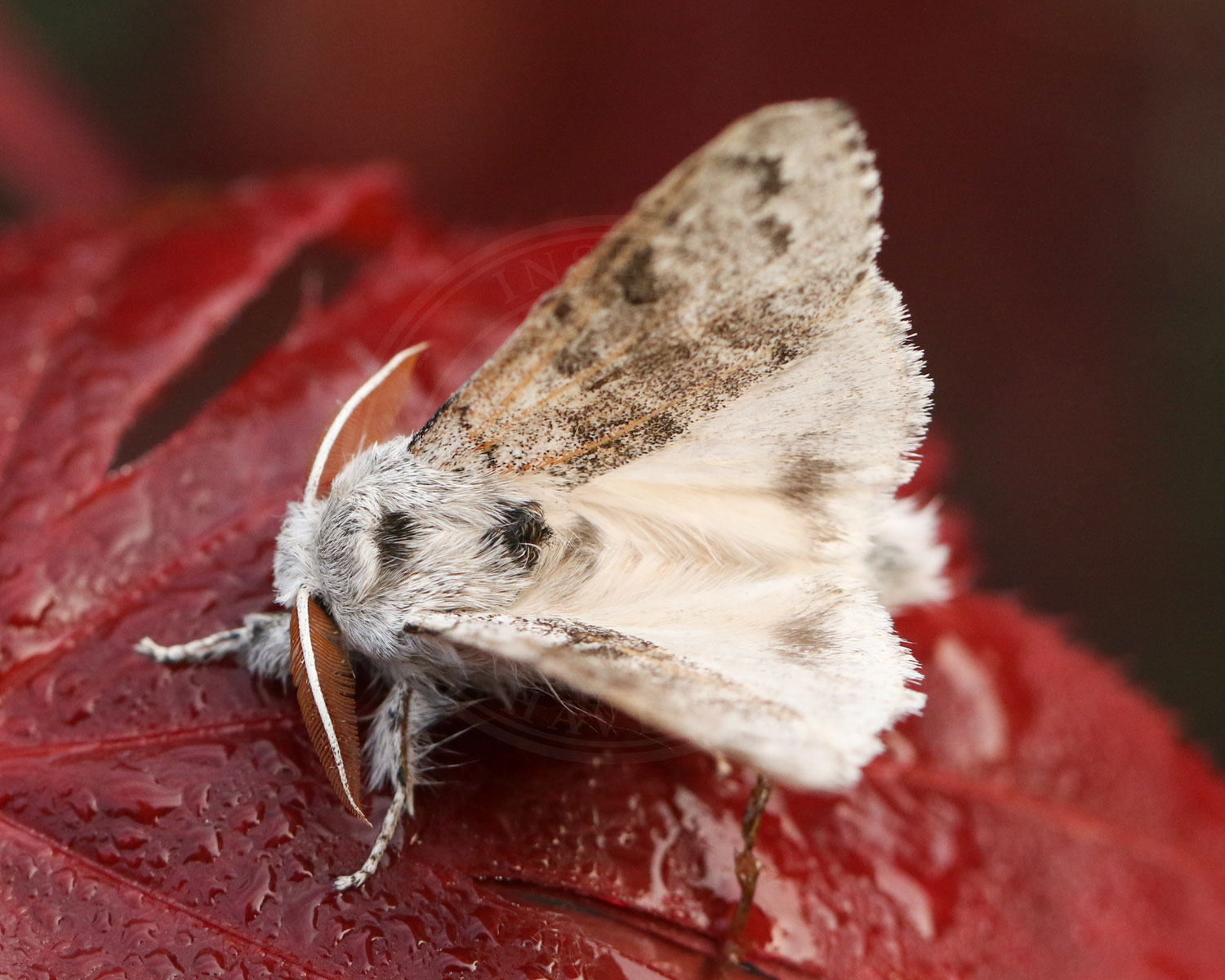 Bøgenonne sidder på rødt blad