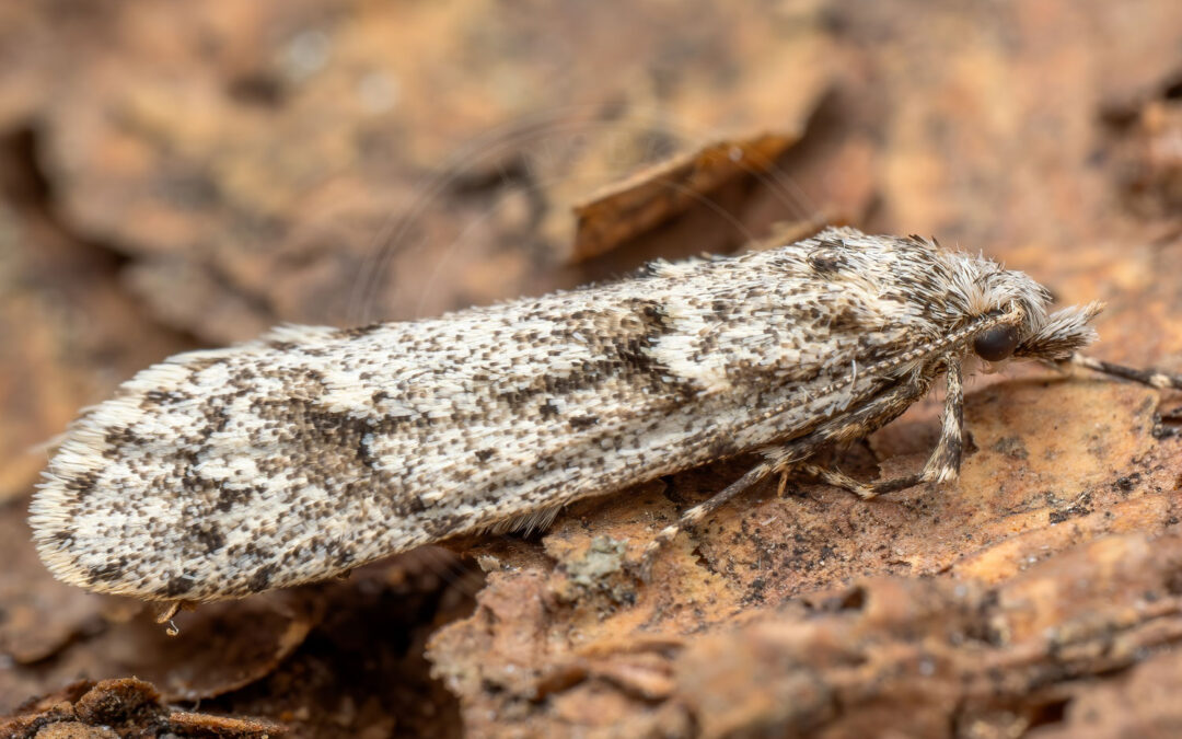 Bøgeprydvinge sidder på bark