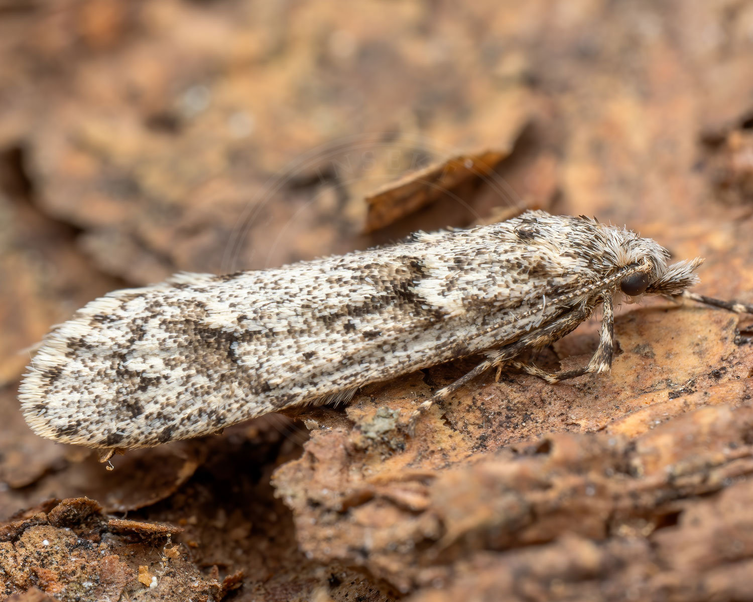 Bøgeprydvinge sidder på bark