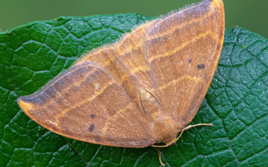 Bøgeseglvinge sidder på grønt blad