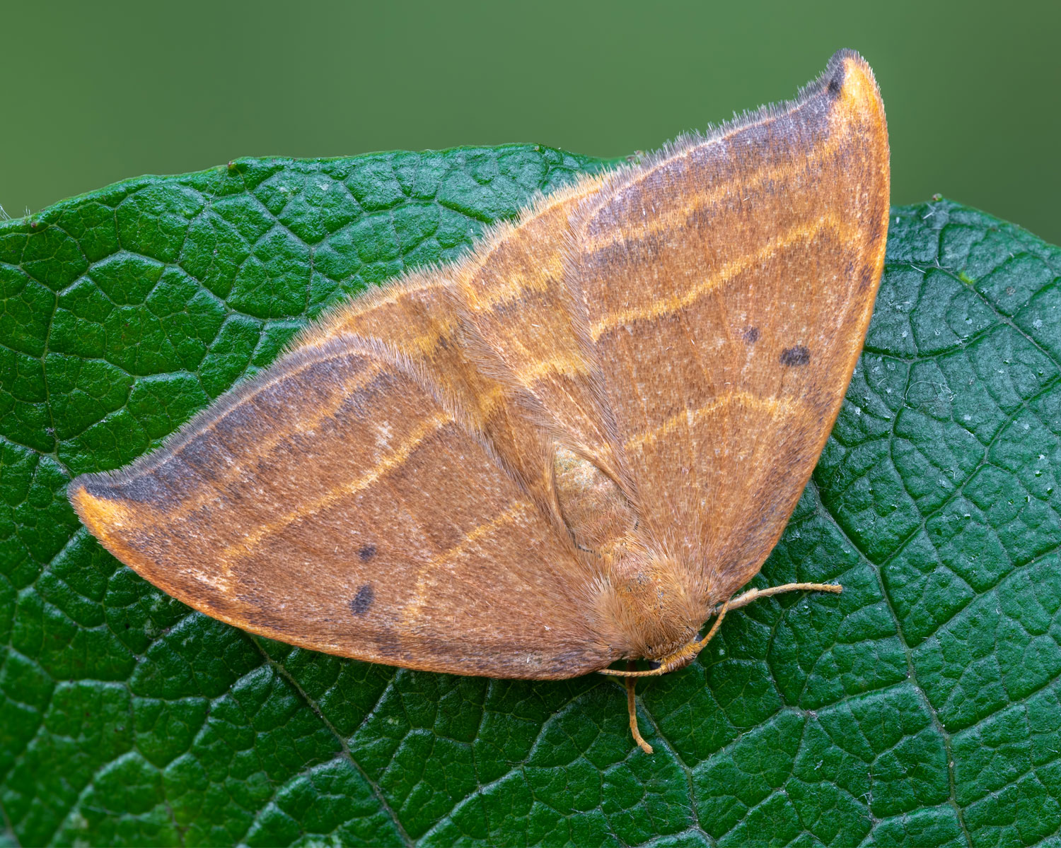 Bøgeseglvinge sidder på grønt blad