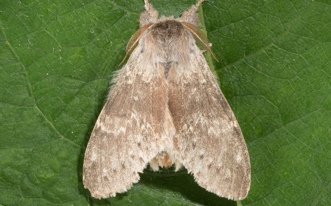 Bøgespinder sidder på grønt blad